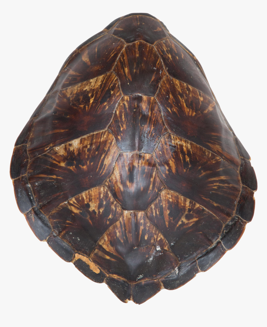 Turtle Shell Png, Transparent Png, Free Download