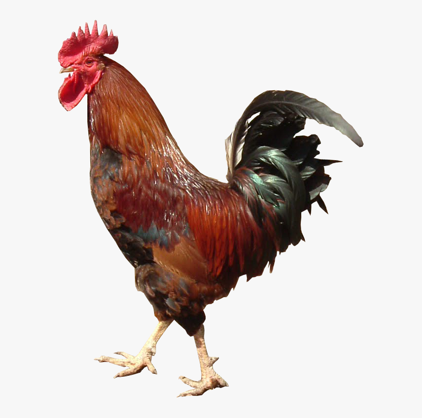 Cockerel Transparent Image - Rooster With No Background, HD Png Download, Free Download