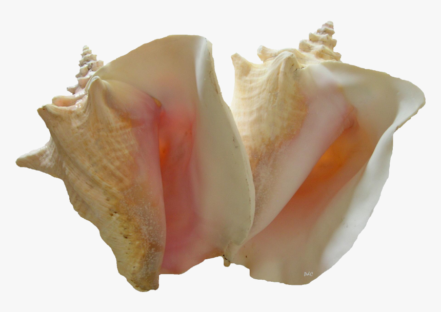 Conch Shell Png Pic - Conchs, Transparent Png, Free Download