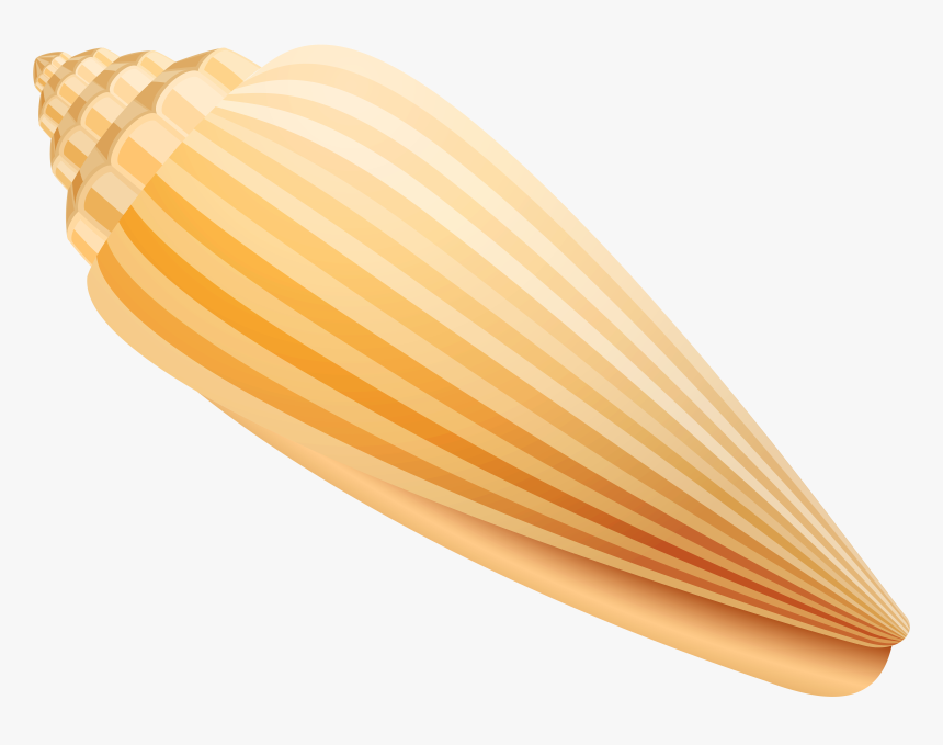 Shell Png Clip Art - Portable Network Graphics, Transparent Png, Free Download