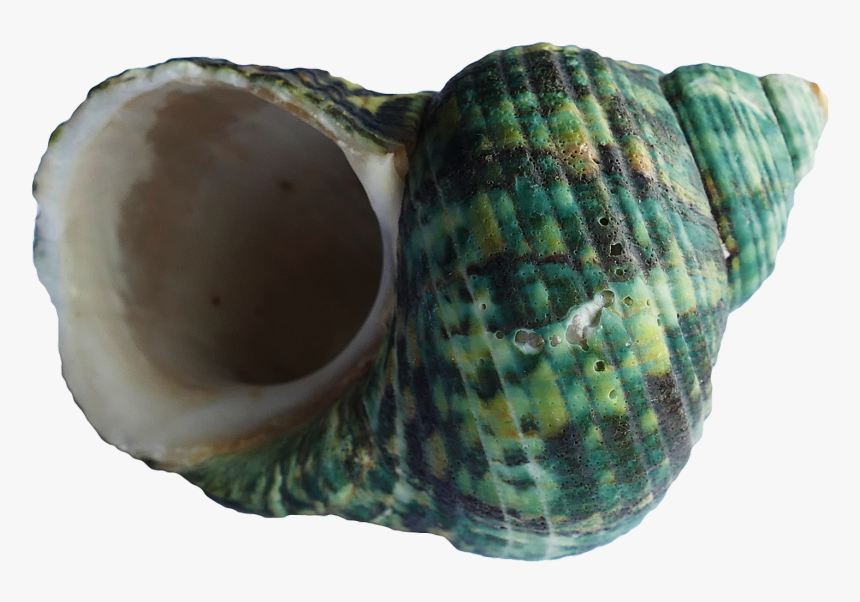 Sea Shell Png Download - Seashell, Transparent Png, Free Download