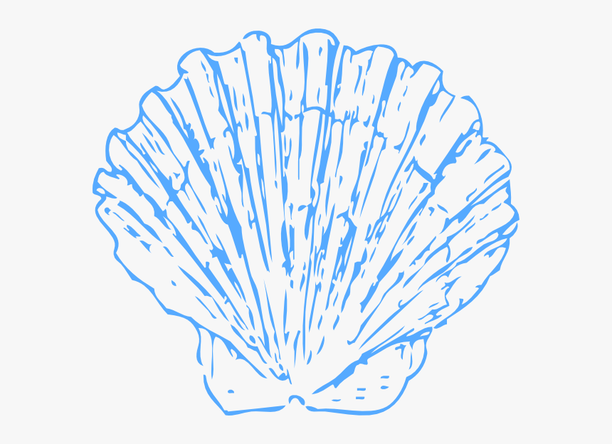 Shell Svg Clip Arts - Shell Line Drawing, HD Png Download, Free Download