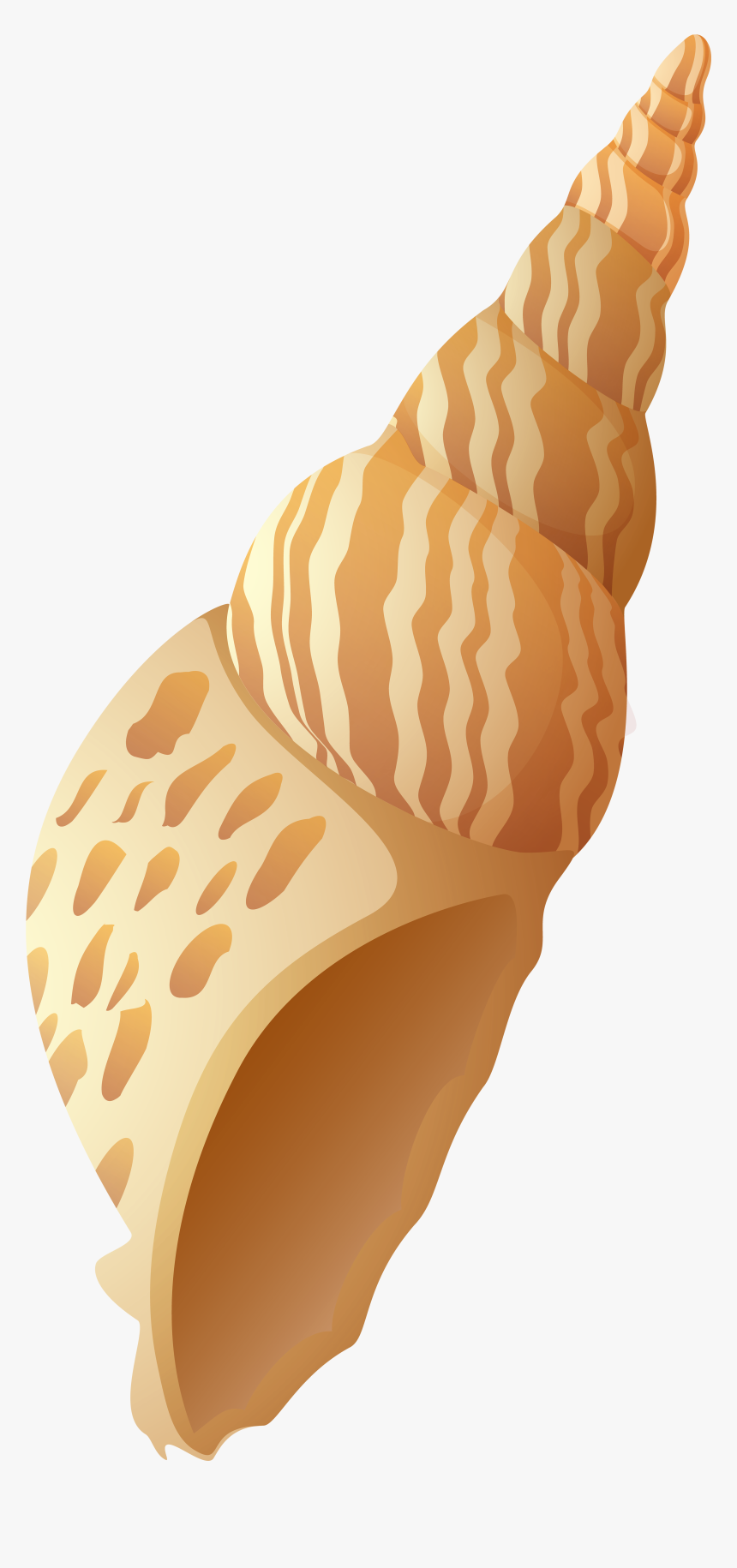 Beach Shell Png Clip Art Image, Transparent Png, Free Download