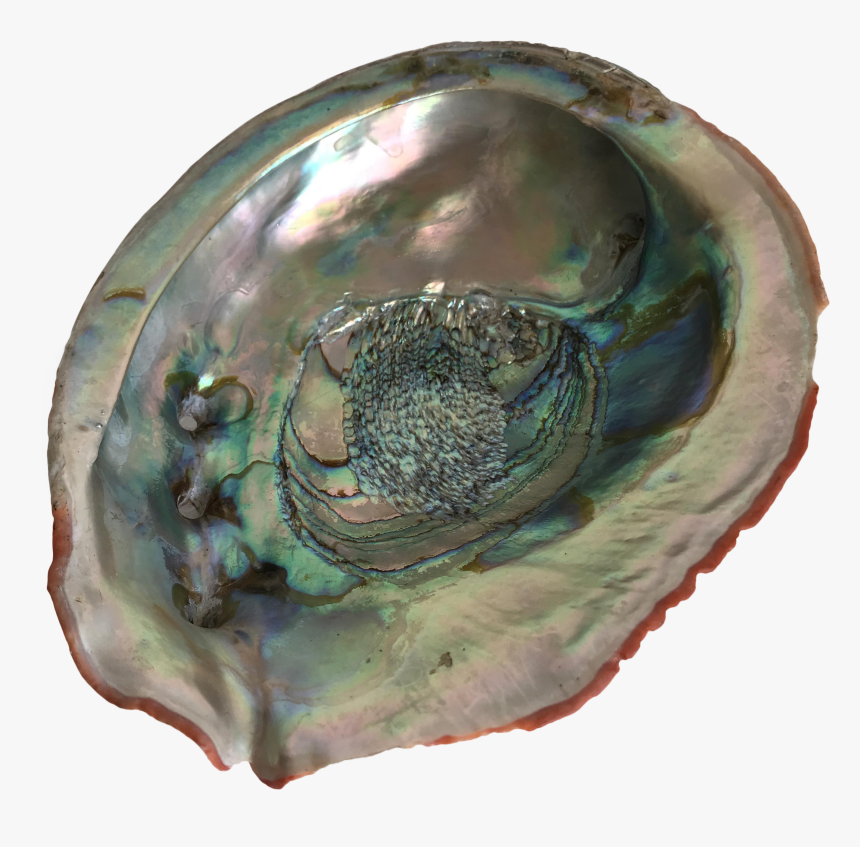 Shell Transparent Abalone - Circle, HD Png Download, Free Download