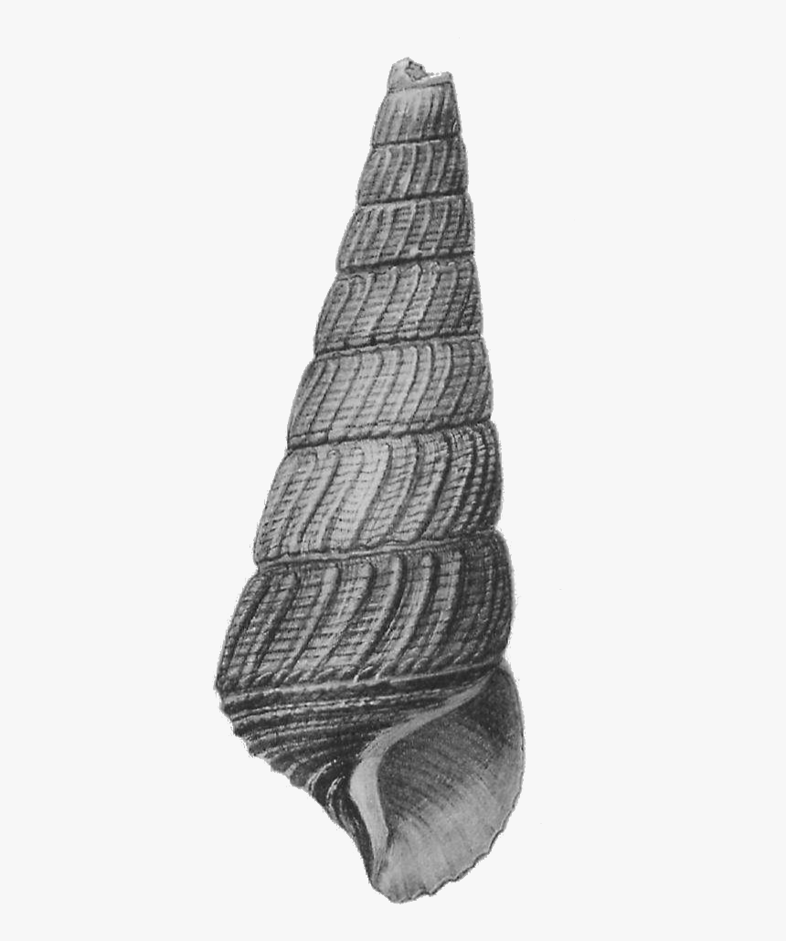 Tylomelania Mahalonensis Shell - Sketch, HD Png Download, Free Download