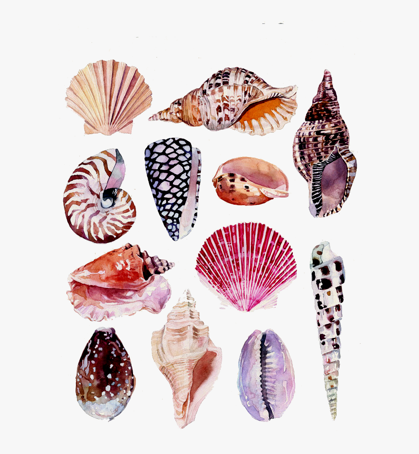 Drawing Shell Beach - Botanical Drawings Shells, HD Png Download, Free Download