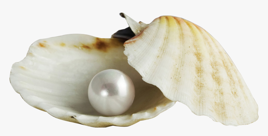 Pearl Download Seashell - Pearl, HD Png Download, Free Download