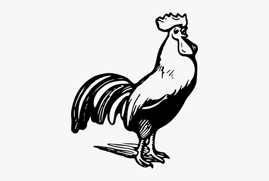Outline Vector Drawing Of Rooster - Rooster Clip Art Black And White, HD Png Download, Free Download