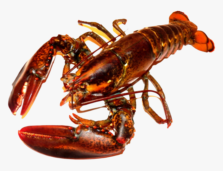 Lobster Png Transparent Image - Lobster Png, Png Download, Free Download