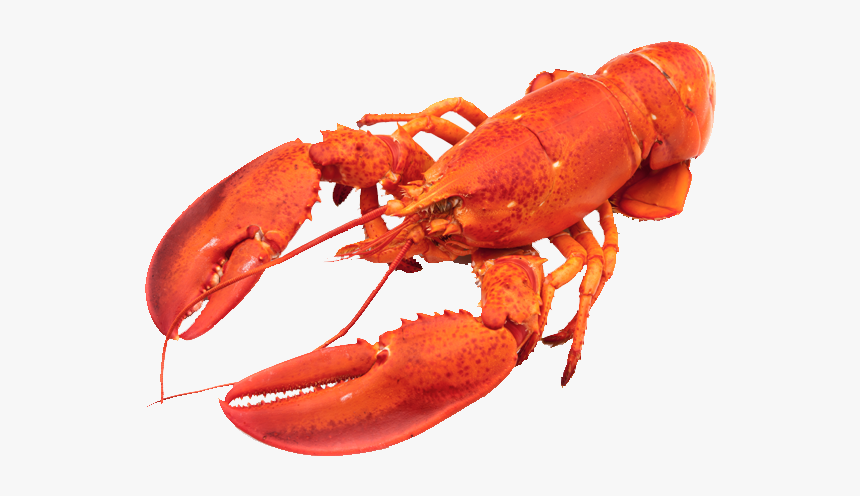 Download Lobster Animals Png Transparent Images Transparent - Lobsters Fish, Png Download, Free Download