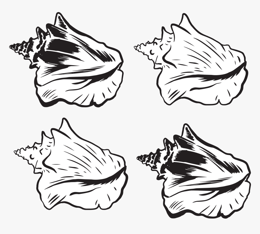 Transparent Shell Clipart Black And White - Conch Shell Png Vector, Png Download, Free Download