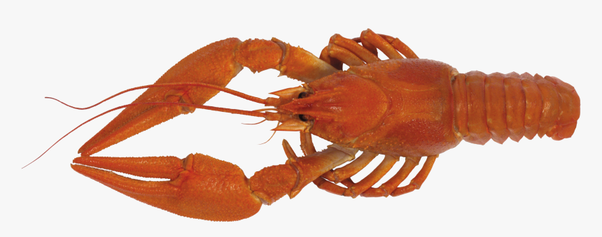 Download For Free Lobster Png - Crayfish Transparent, Png Download, Free Download