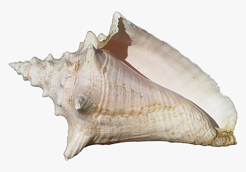 Conch Shell , Png Download - Conch Shell Transparent Background, Png Download, Free Download