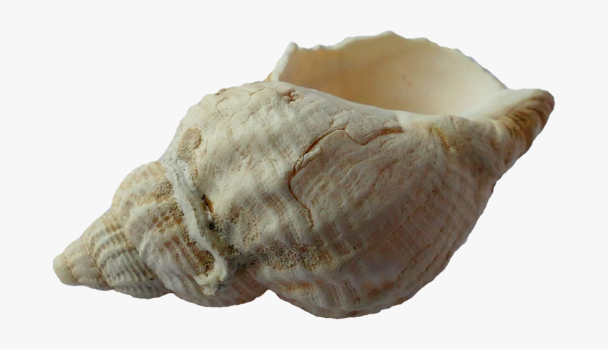 Sea, Shell, Clam, Ocean, Sea - Sea Shell Png, Transparent Png, Free Download