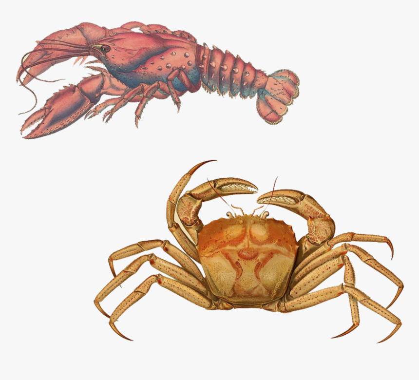 Lobster Transparent Background Png - Cancer Lobster, Png Download, Free Download