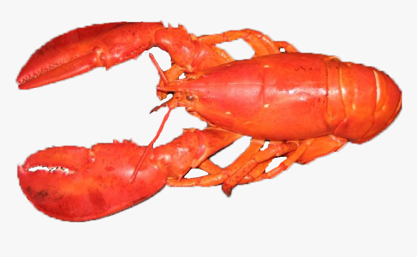 Lobster Png Cooked - Seafood Boil, Transparent Png, Free Download
