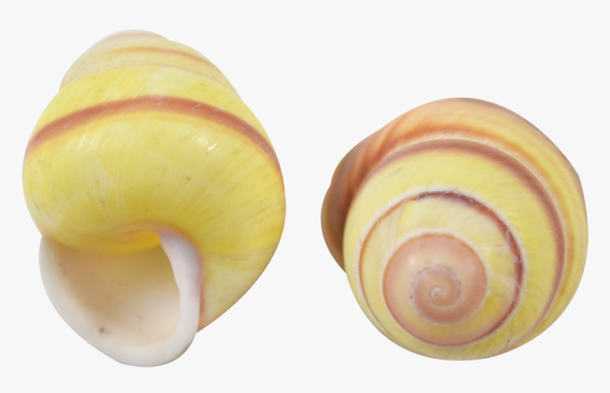 Banded Yellow Snail Shell - Lymnaeidae, HD Png Download, Free Download