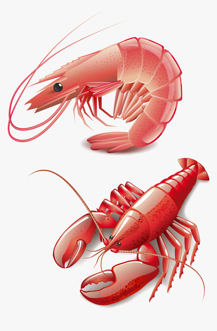 Seafood Homarus Cooking Red Lobster Clip Art - Shrimp Vector Free Download, HD Png Download, Free Download