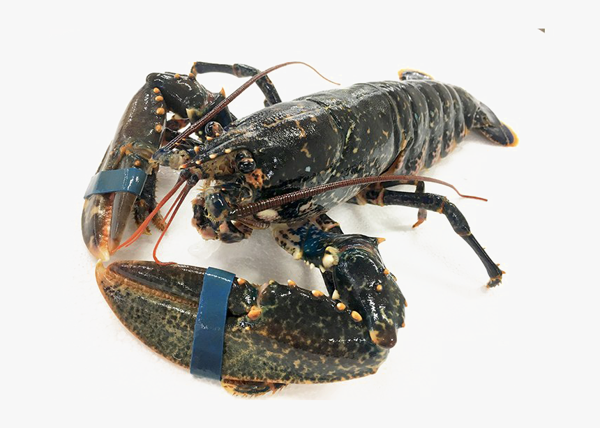 Lobster Transparent Image - Homarus Gammarus, HD Png Download, Free Download