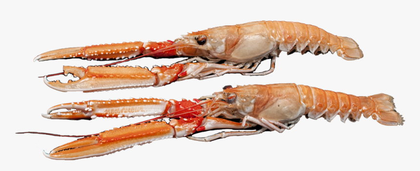 American Lobster - Botan Shrimp, HD Png Download, Free Download