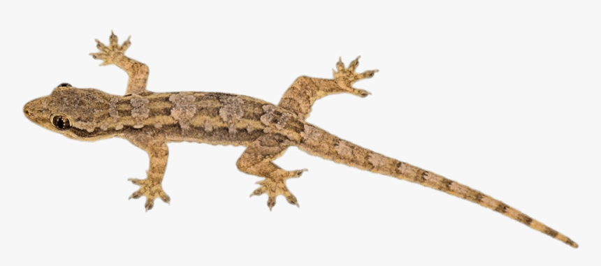 Brown Lizard - Lizard For Kids, HD Png Download, Free Download