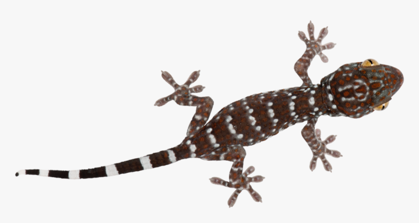 Transparent Lizard Png - Transparent Png Lizard, Png Download, Free Download