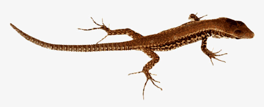 Download Lizard Png Pic - Lizard Without The Background, Transparent Png, Free Download