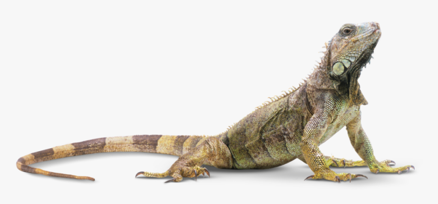 Lizard Png, Transparent Png, Free Download