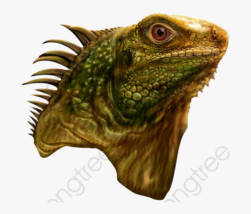 Iguana Clipart Head - Lizard Head, HD Png Download, Free Download