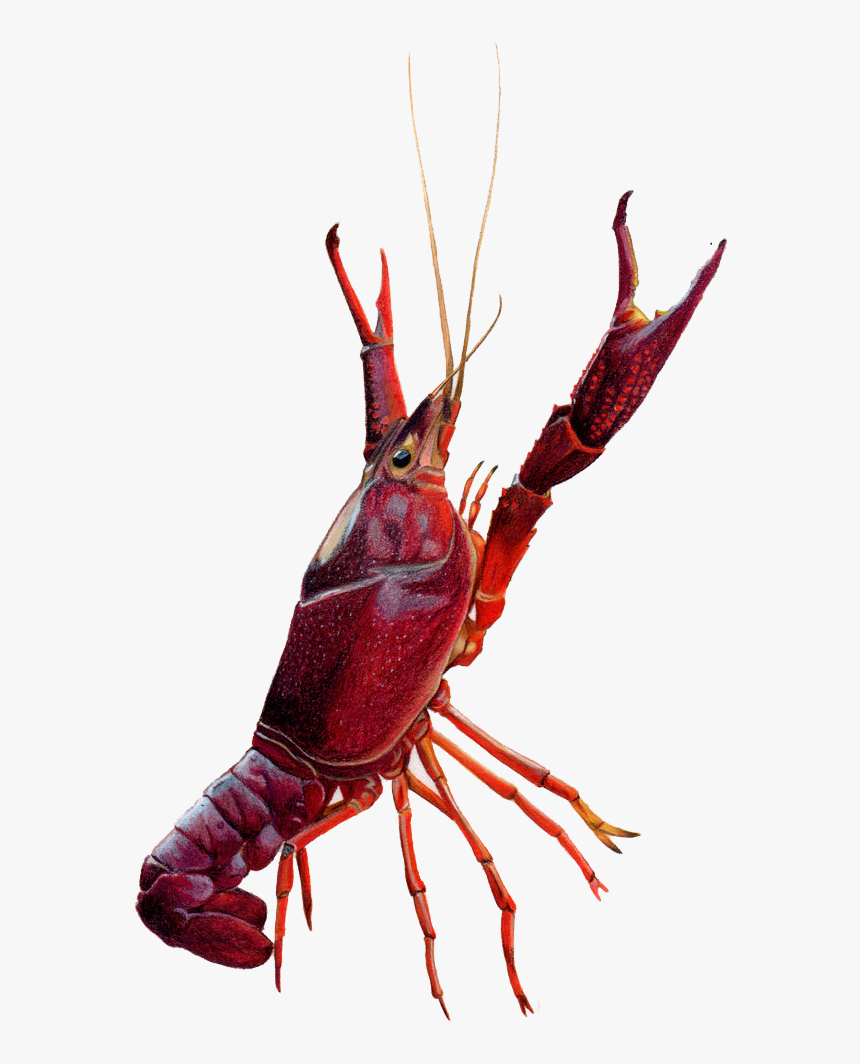 Spiny-lobster - Crawfish Drawing, HD Png Download, Free Download