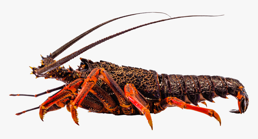 American Lobster, HD Png Download, Free Download