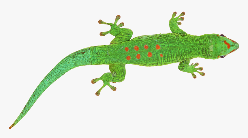 Lizard On Transparent Background, HD Png Download, Free Download