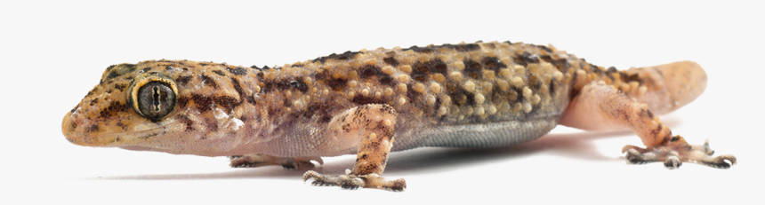 Lizard Png Free Download - Turkish Gecko, Transparent Png, Free Download