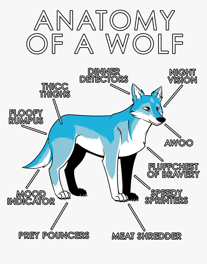 Anatomy Of A Wolf - Dog, HD Png Download, Free Download