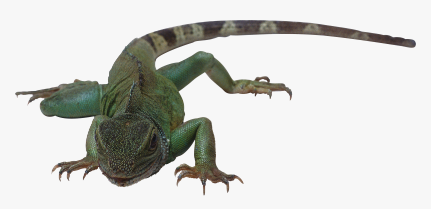 Lizard Png - Reptile Animals Pictures With Names, Transparent Png, Free Download