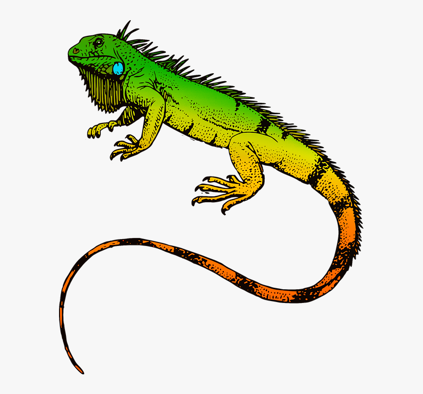 Iguana Clipart Pet Lizard - Iguana Png, Transparent Png, Free Download