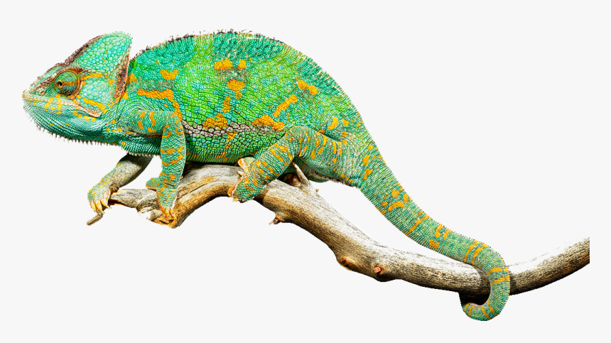 Reptile Lizard Chameleons Common Iguanas Clip Art - Chameleon Png, Transparent Png, Free Download