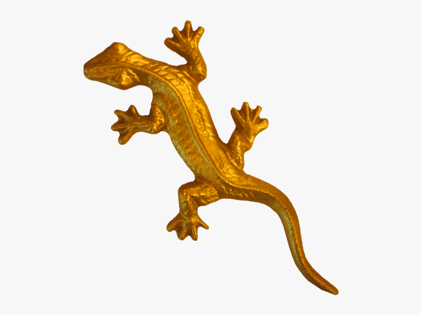 Gecko, HD Png Download, Free Download