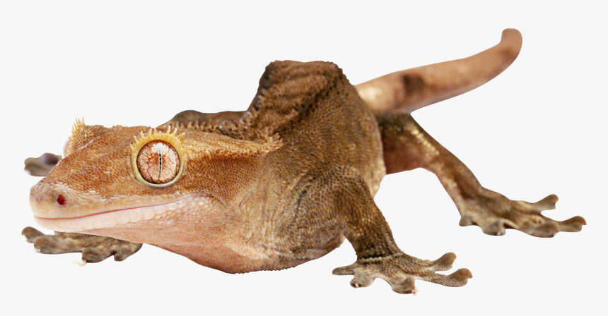 Lizard Png - Lizards With Transparent Background, Png Download, Free Download