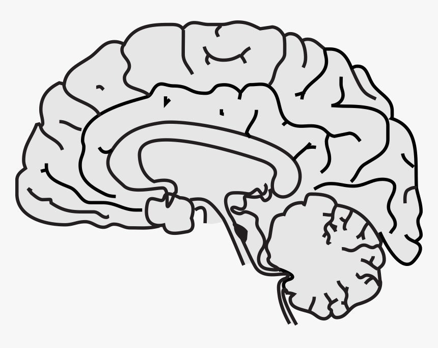 Free White Cliparts Download - Simple A Brain, HD Png Download, Free Download