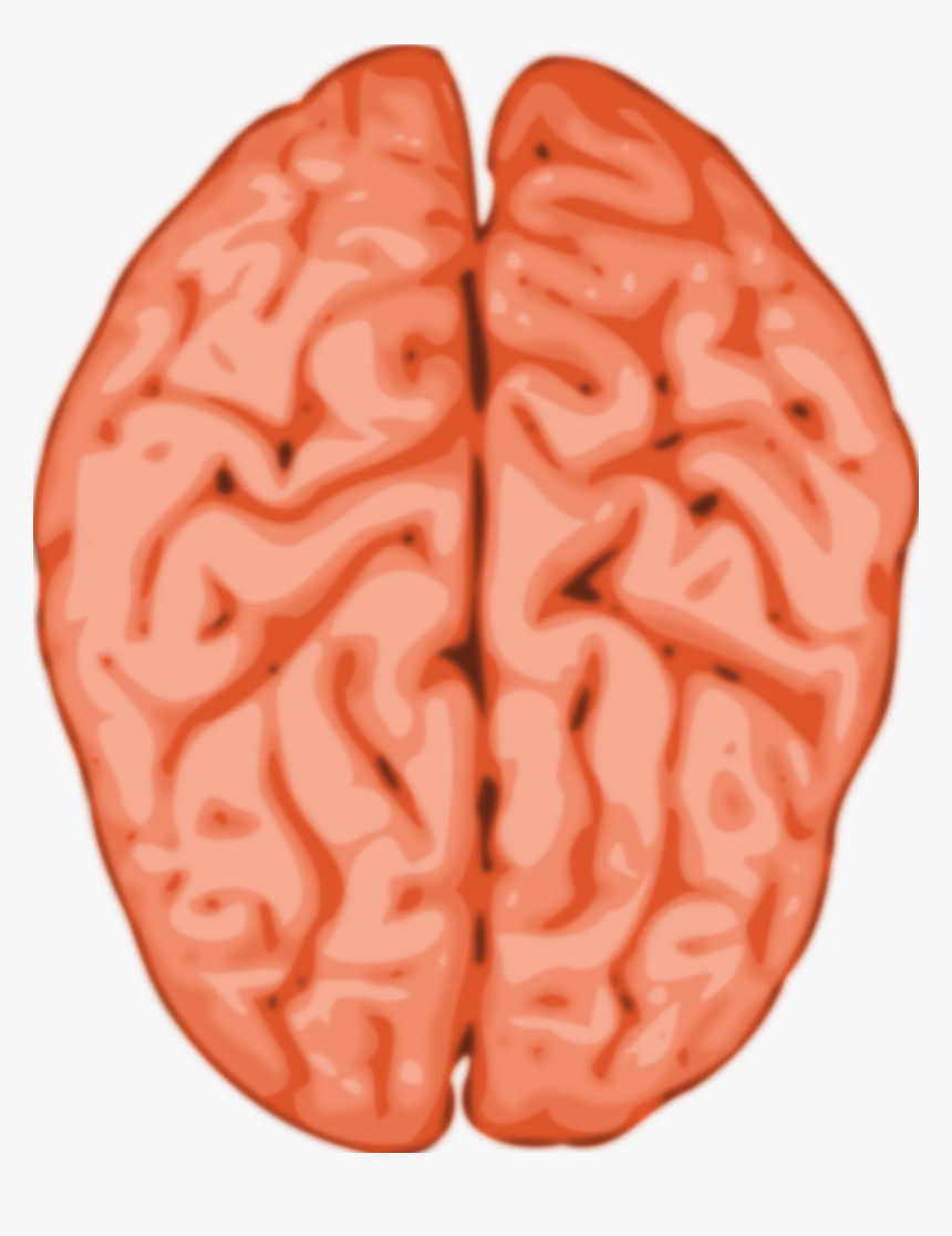 Animated Brain Images - Copyright Free Human Brain, HD Png Download, Free Download