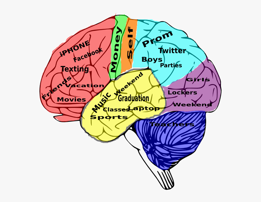 Brains школа. Мозг школа. Мозг подростка. Картинки для школы мозг. Два полушария мозга картинка.