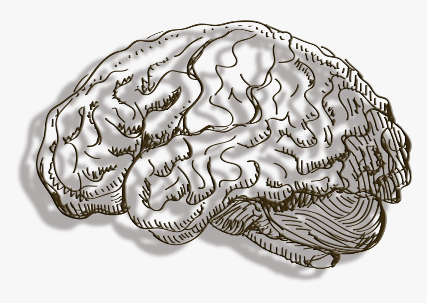 Human Brain Cerebrum - ภาพ ลาย เส้น สมอง, HD Png Download, Free Download