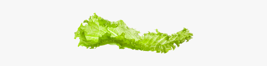 Lettuce Png, Transparent Png, Free Download