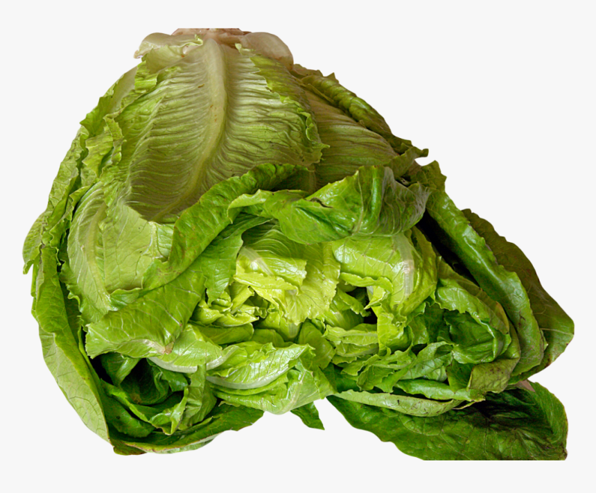 Transparent Lettuce Png - Lettuce, Png Download, Free Download