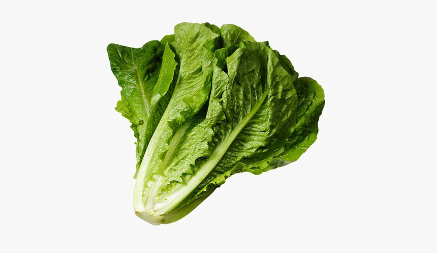 Wrap Iceberg Lettuce Lettuce Sandwich Romaine Lettuce - Head Of Romaine Lettuce, HD Png Download, Free Download