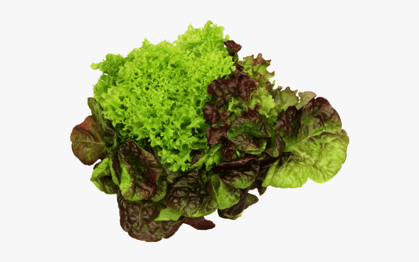 Red Leaf Lettuce, HD Png Download, Free Download