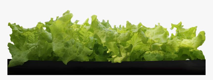 A Row Of Leaf Lettuce - Row Of Lettuce Png, Transparent Png, Free Download