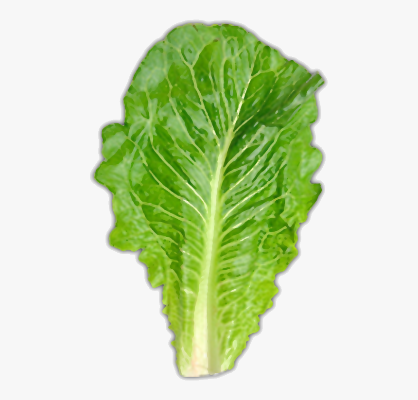 Usually About One Large Leaf Piece Of Romaine Lettuce Hd Png Download Kindpng