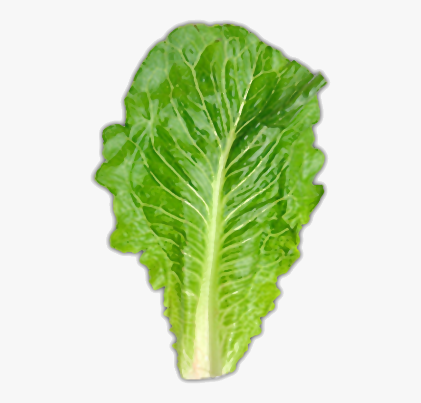 Usually About One Large Leaf - Piece Of Romaine Lettuce, HD Png Download, Free Download